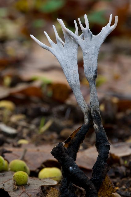 piccoli funghi